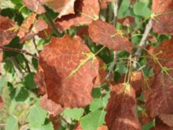 Bronze Leaf Disease of Aspen