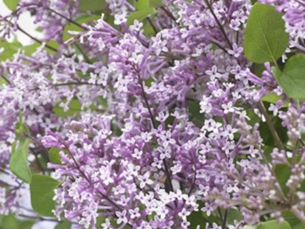 Flowerfesta Purple Lilac