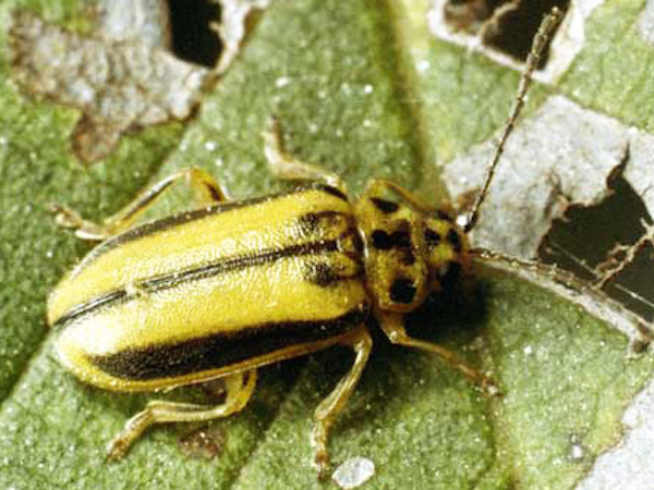 Viburnum Leaf Beetle ​