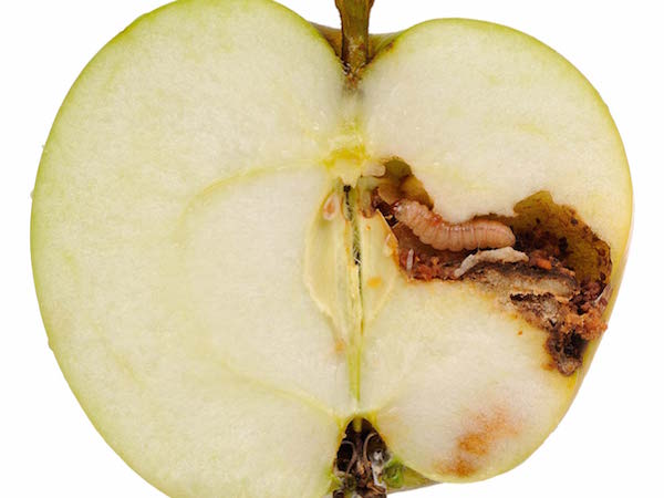 apple maggot