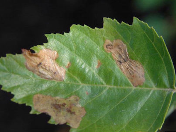 birch leafminer