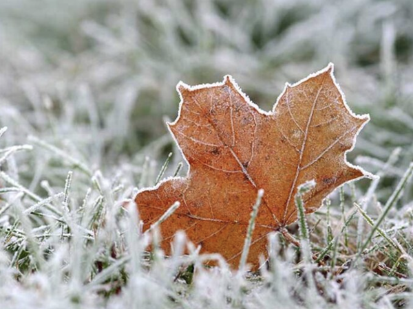 Preparing Your Yard for Winter