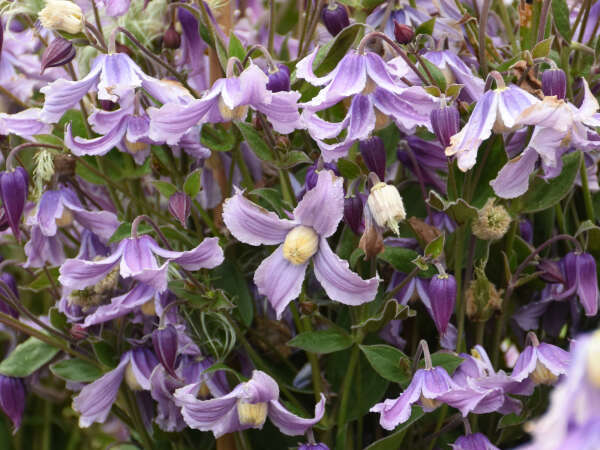 Stand by Me Lavender Clematis