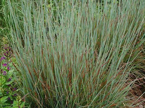 Upright clumps of blue-green foliage gradually change to purple-red through the summer Purple-red flowers in late summer are followed by fluffy white seedheads Average to poor, well-drained soil; drought-tolerant once established Ht. 90-120cm Sp. 45-60cm Zone 3