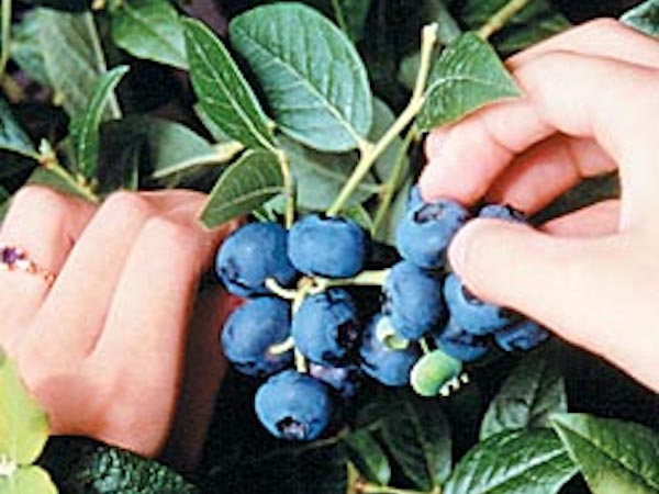 Northblue Blueberry