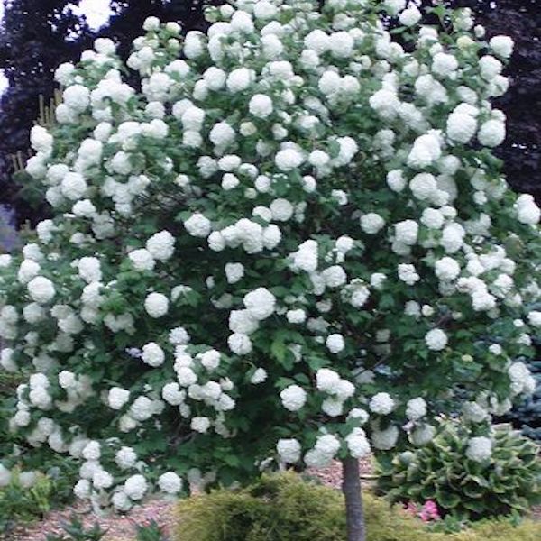 Snowball Tree
