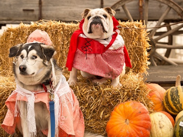 Howl-ween Pooch Parade