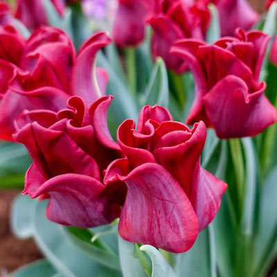 Tulip ‘Red Dress’