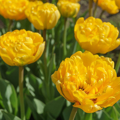 Tulip ‘Yellow Pomponette’