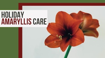 Amaryllis Care