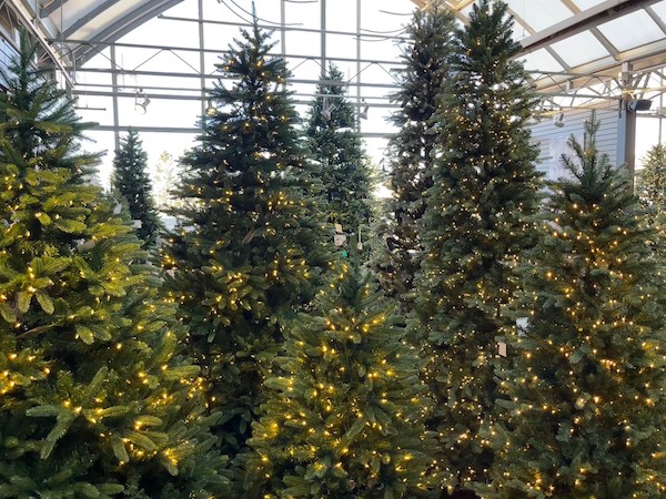 Christmas trees at Greenland Garden Centre