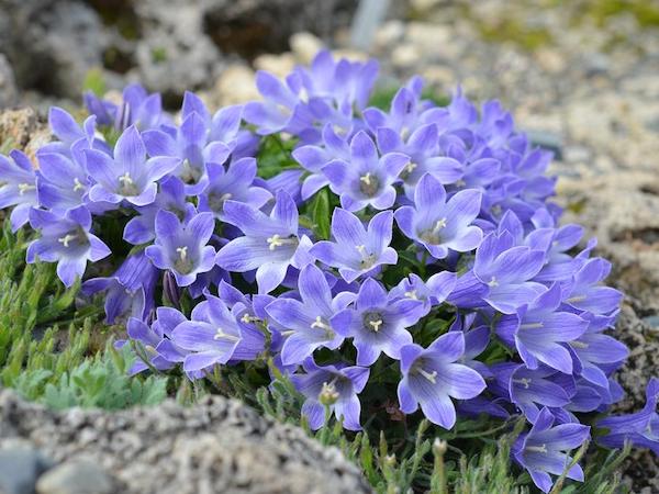 Campanula chamissonis (Alpine Bellflower)