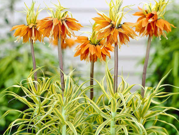 Fritillaria imperialis ‘Argenteovariegata’ (Variegated Crown Imperial)