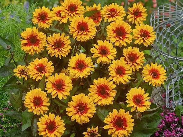 Heliopsis helianthoides ‘Funky Spinner’ (False Sunflower)