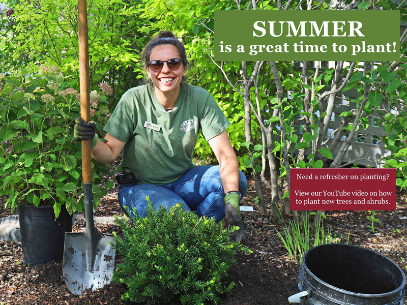 Summer is a great time to plant!