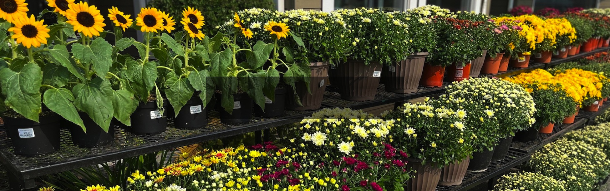 fall planters at Greenland Garden Centre