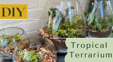 Tropical Terrarium DIY