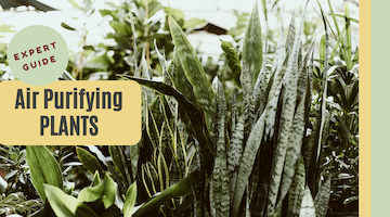 Air Purifying Plants Guide