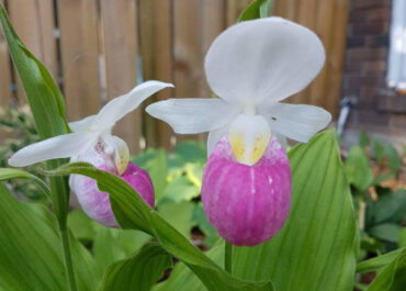 Lady's Slippers, the Holy Grail of Garden Perennials