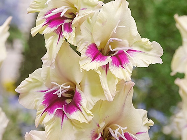 Gladiolus Amber Mystique