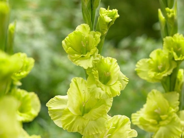 Gladiolus Evergreen