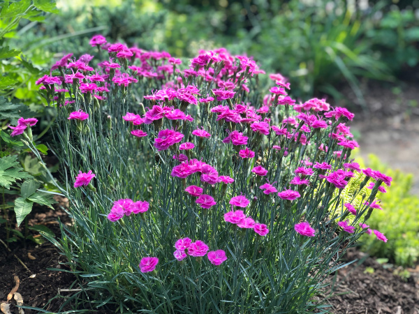 Dianthus Pink Fire