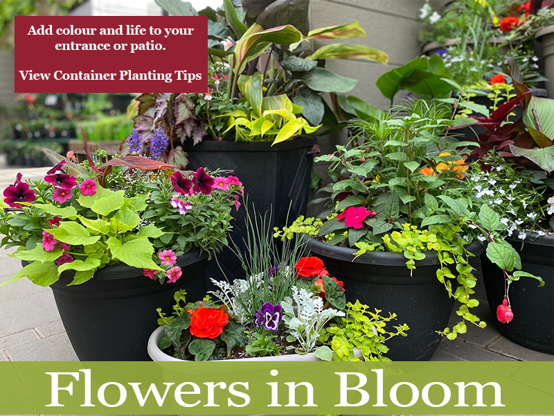 Annual planters