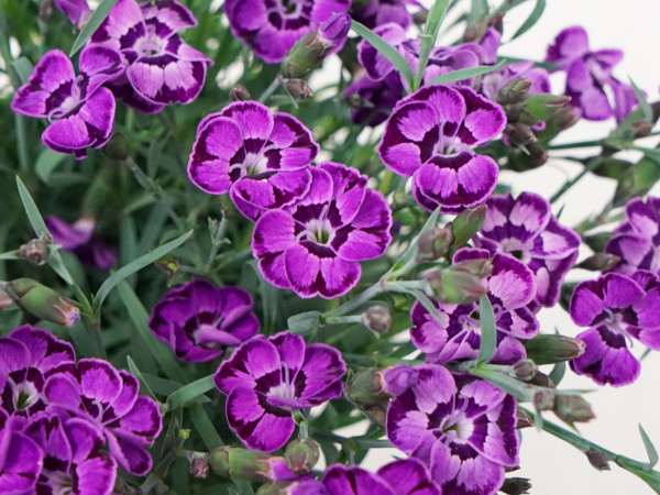 Dianthus EverLast Violet Blue