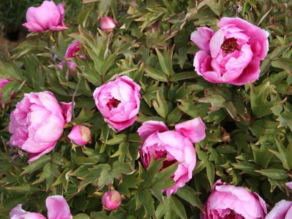 Paeonia 'Lu He Hong'