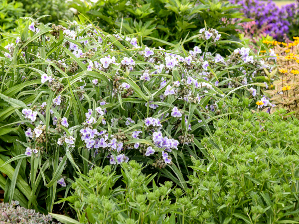 Tradescantia 'Webmaster'