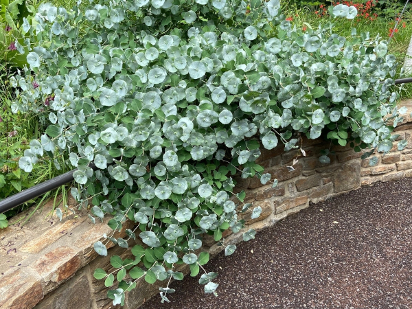 Lonicera 'Kintzley's Ghost'