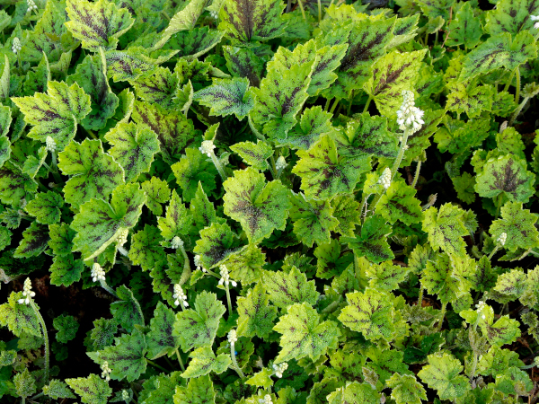 Tiarella 'Appalachian Trail'