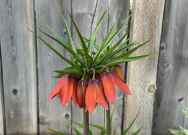 Fall Bulbs 101: For A Brilliant Spring