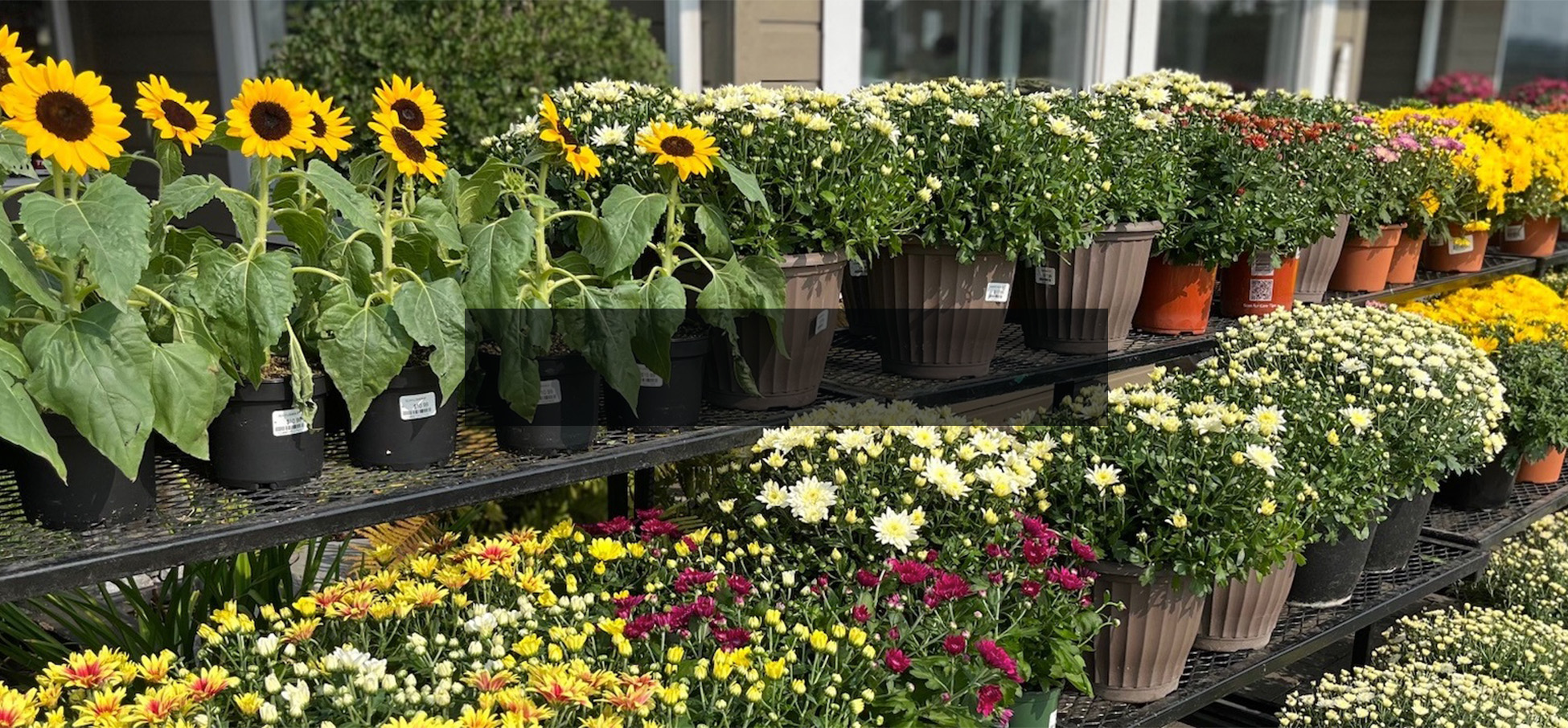 Fall planters