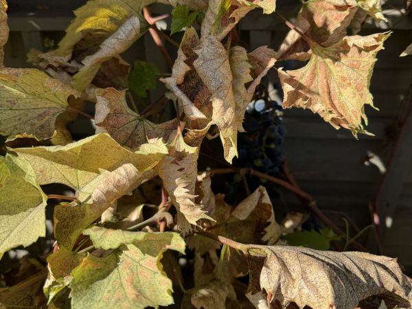 Grape vine with leaf hopper infestation, showing yellowing and browning leaves.