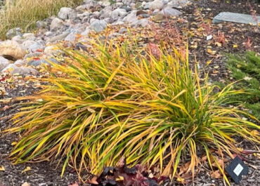 Preparing Perennials & Vines for Winter