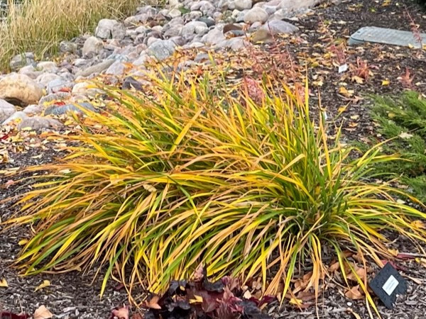 A daylily plant turning yellow in fall.