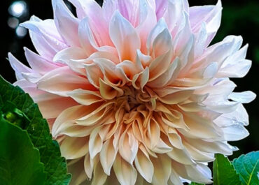 How to Winterize Dahlias in Alberta