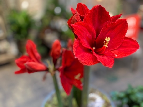 Growing Amaryllis