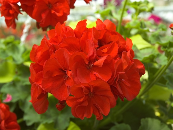 over winter geraniums